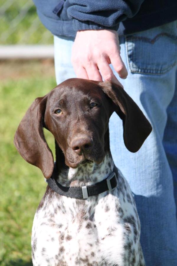 /Images/uploads/Southeast German Shorthaired Pointer Rescue/segspcalendarcontest2018/entries/8865thumb.jpg